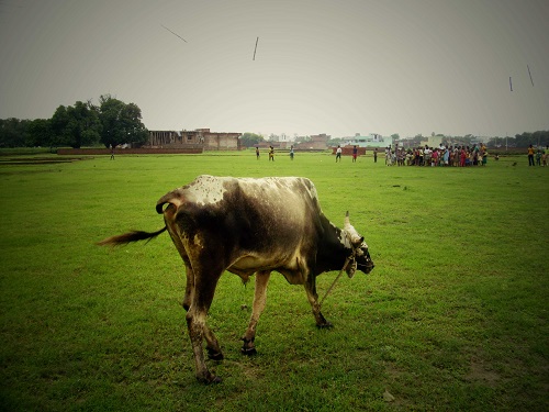 Vache sacrée en Inde