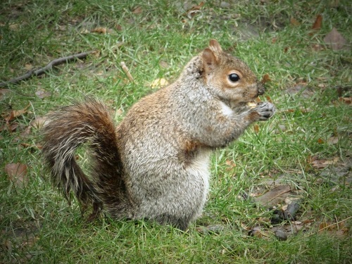 Ecureuil, Central park, New York