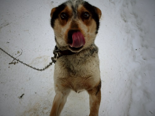 Chien de traîneau, Québec