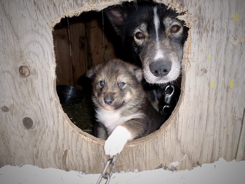 Chiens de traîneau, Québec