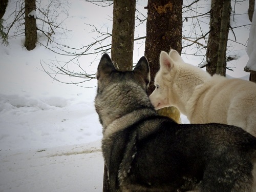 Chiens de traîneau, Québec