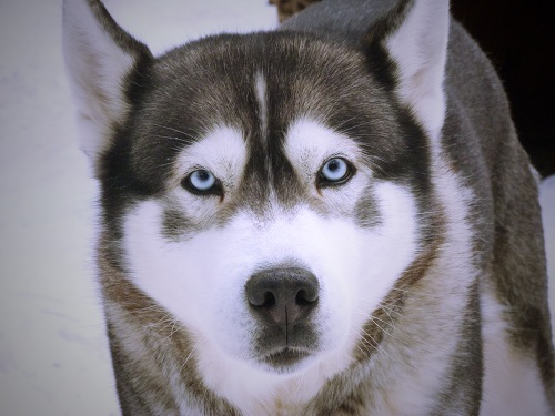 Husky, chien de traîneau, Québec