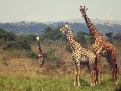 Girafes, Akagera, Rwanda