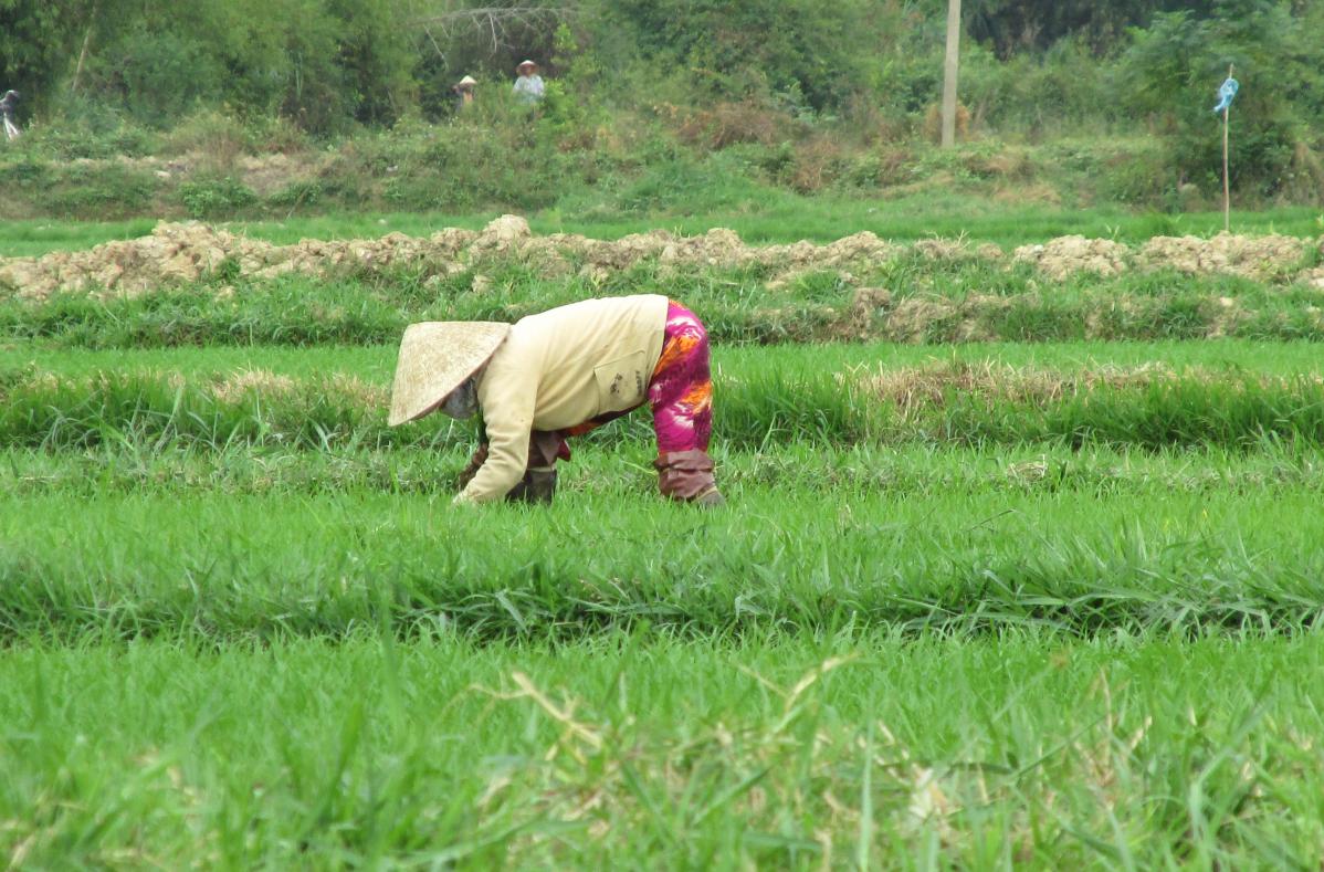 rizières, vietnam du sud