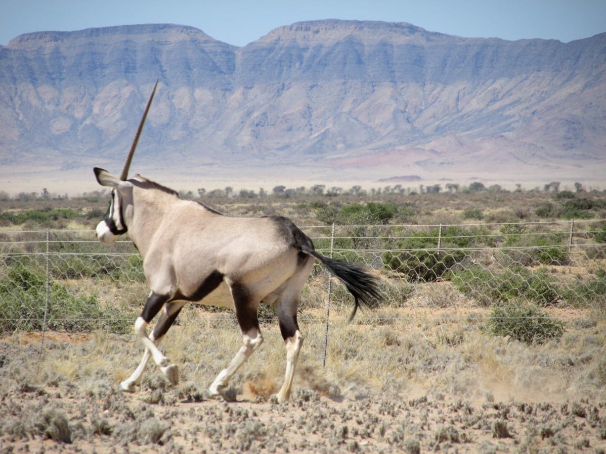 Une licorne (ou un oryx qui a perdu une corne...) en Namibie