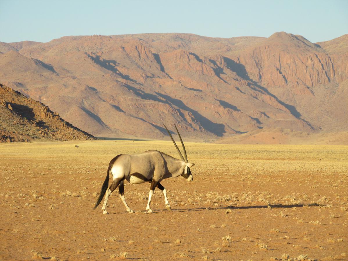 Retour sur un joyau : Etosha National Park, en Namibie
