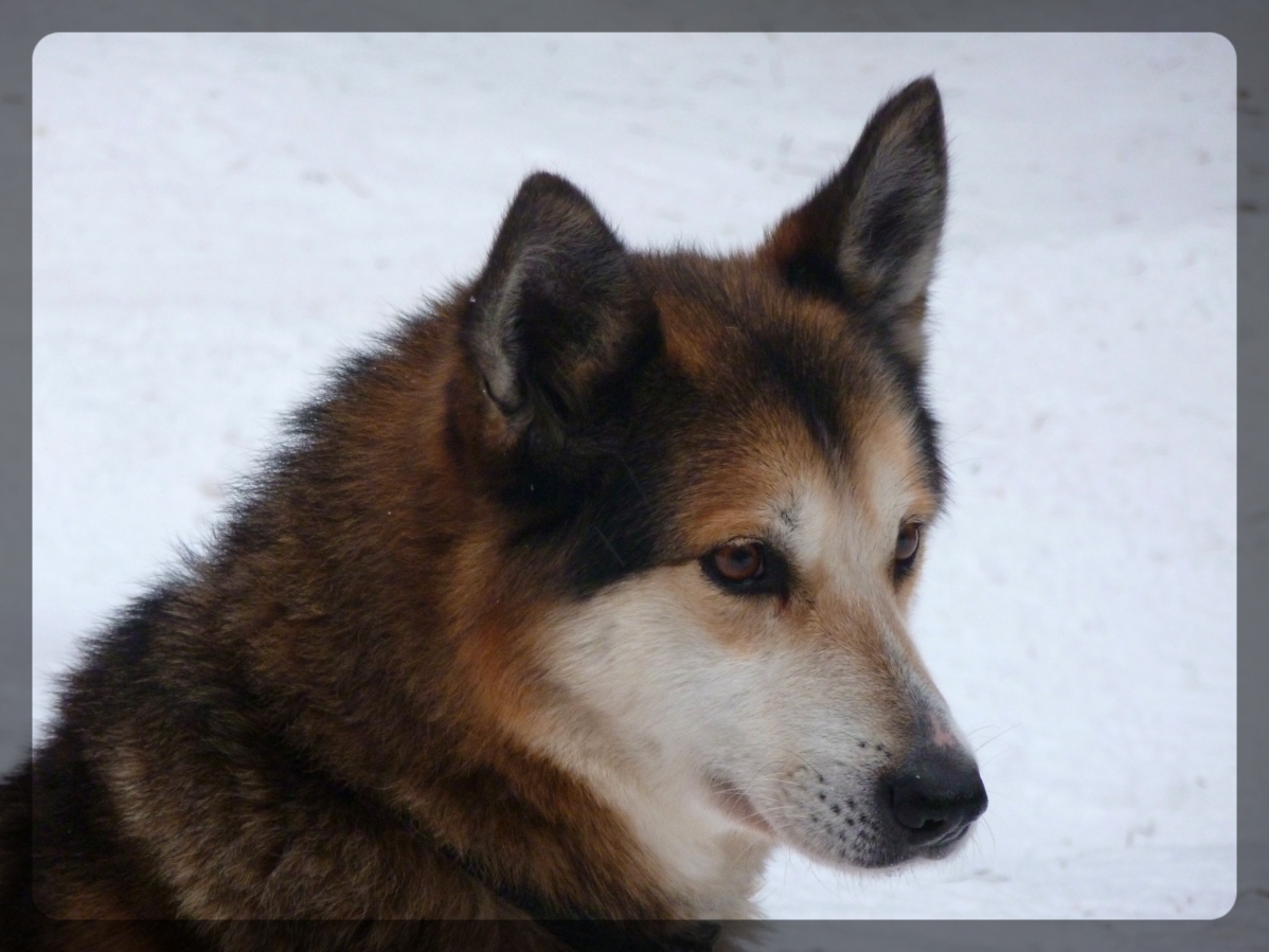 Chien de traineau, Québec