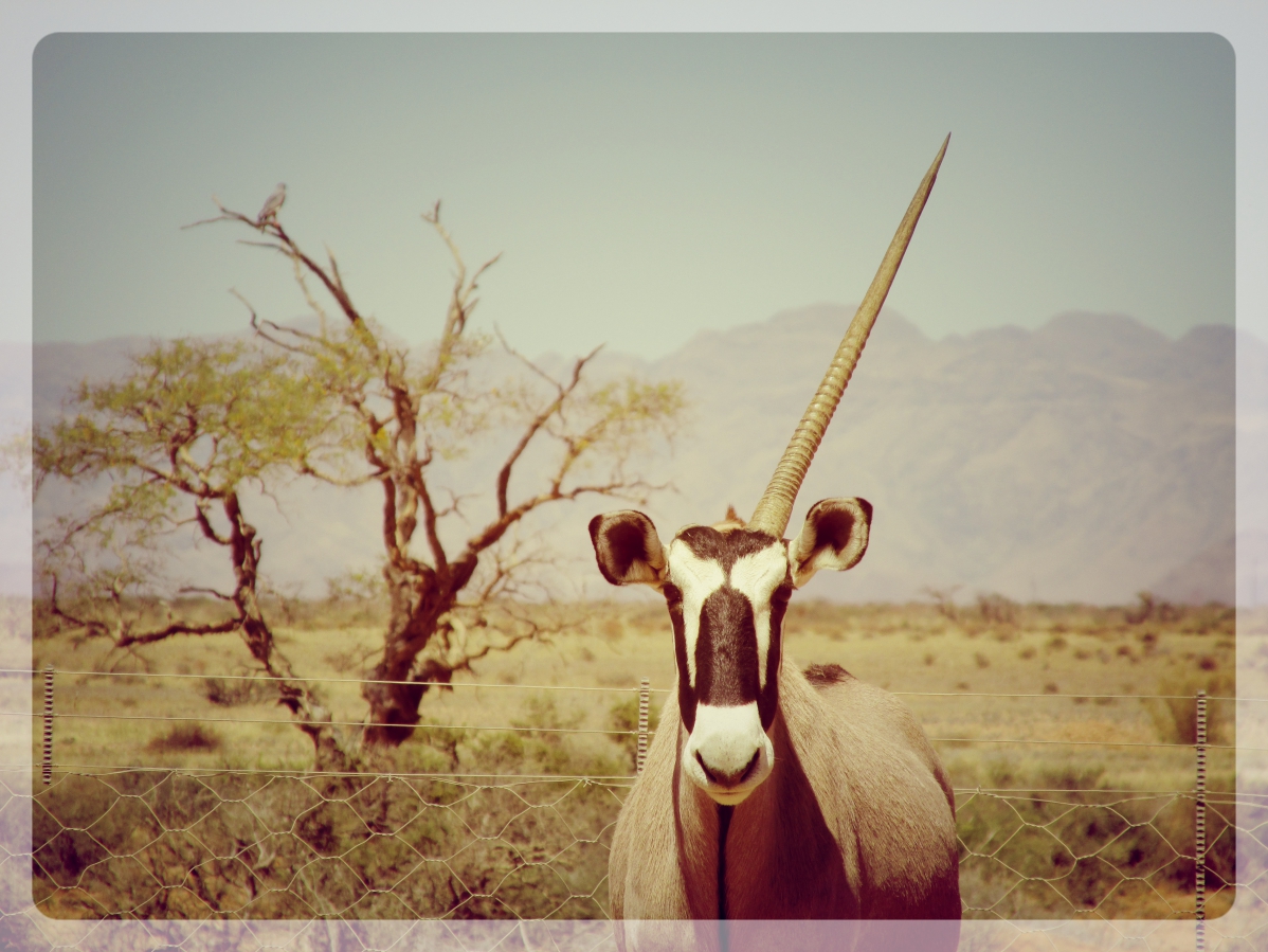 licorne namibie