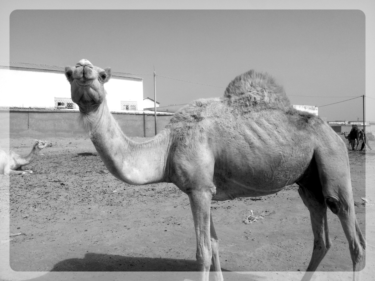 dromadaire mauritanie