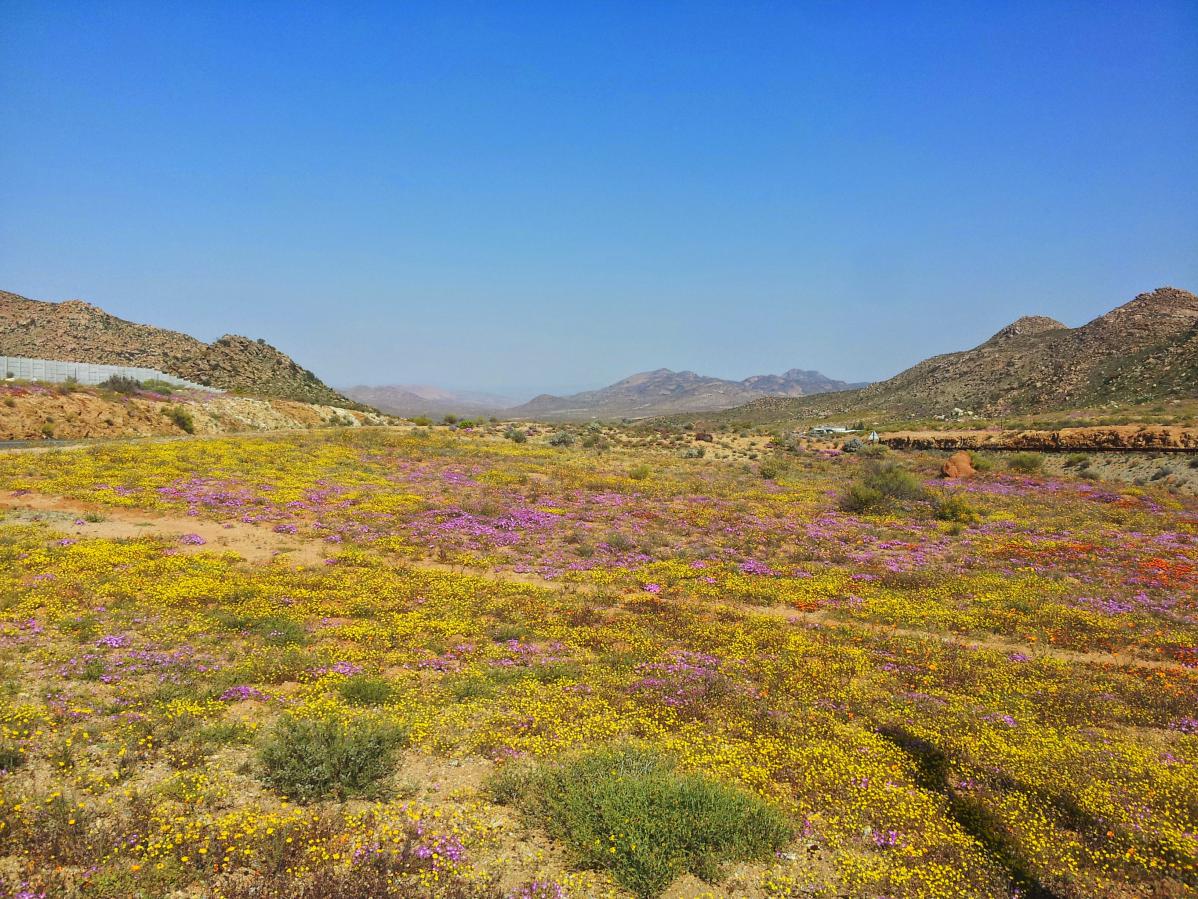 Les couleurs incroyables du Namaqualand, en Afrique du Sud
