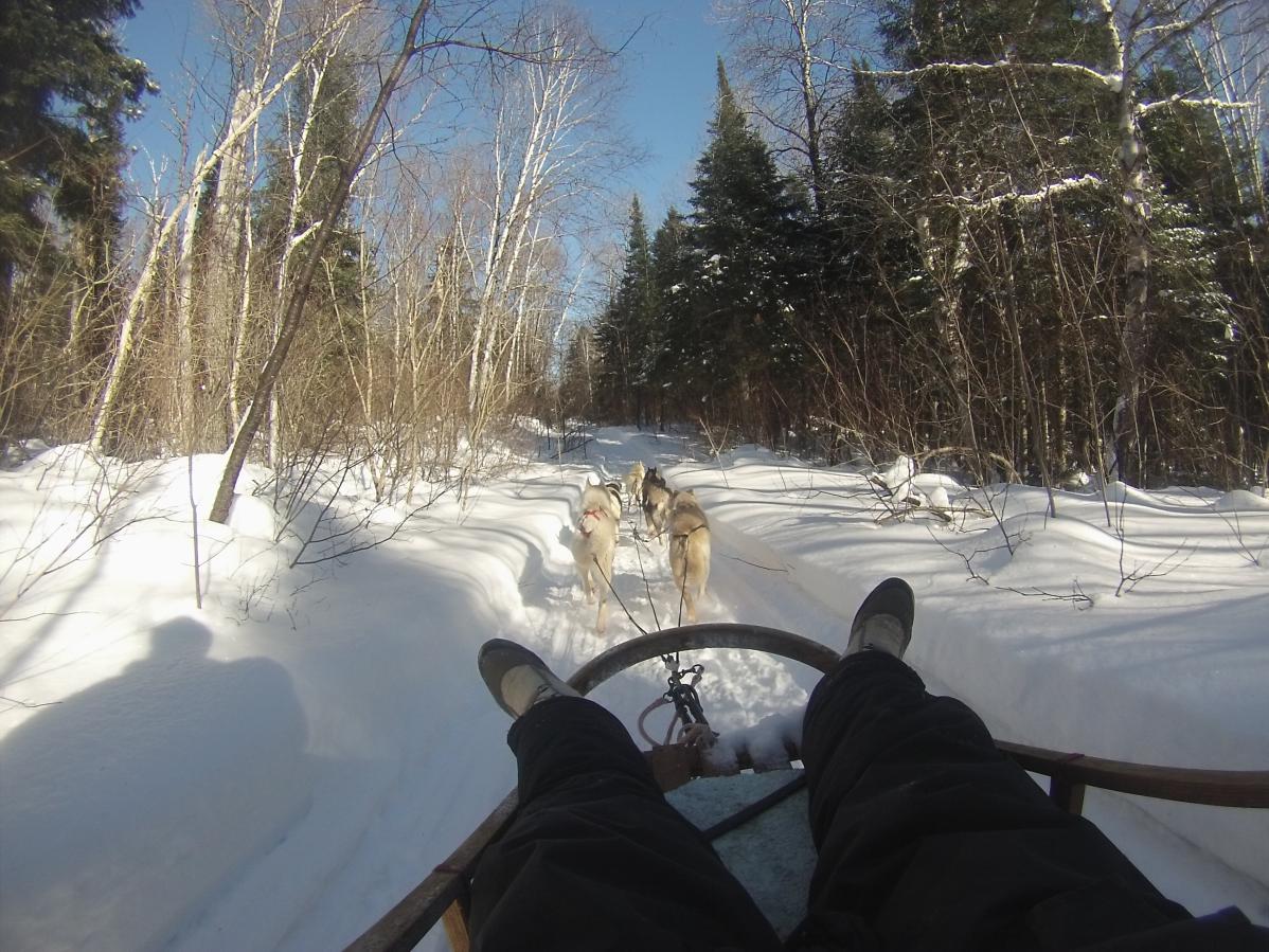 WWOOFING chez une éleveuse de chiens de traîneau, au Québec