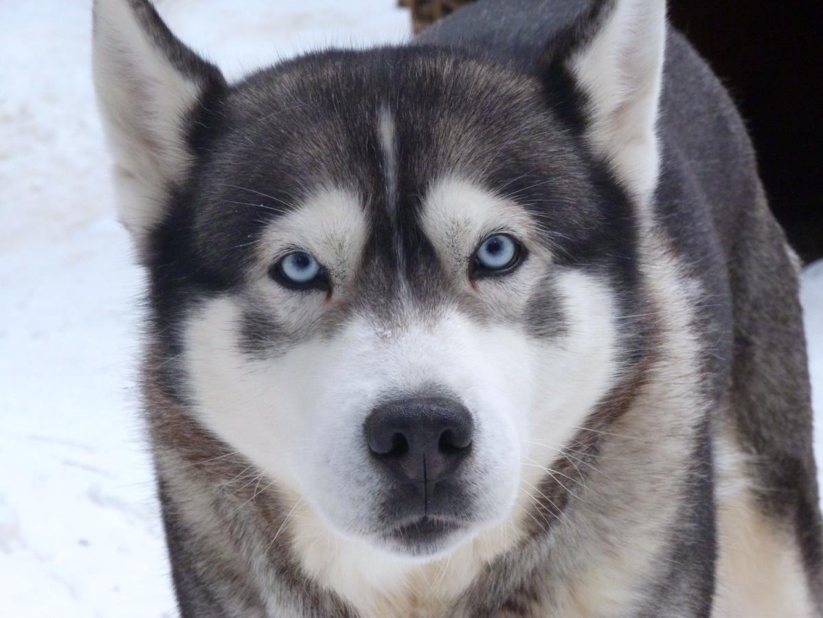 préparer une randonnée avec un chien