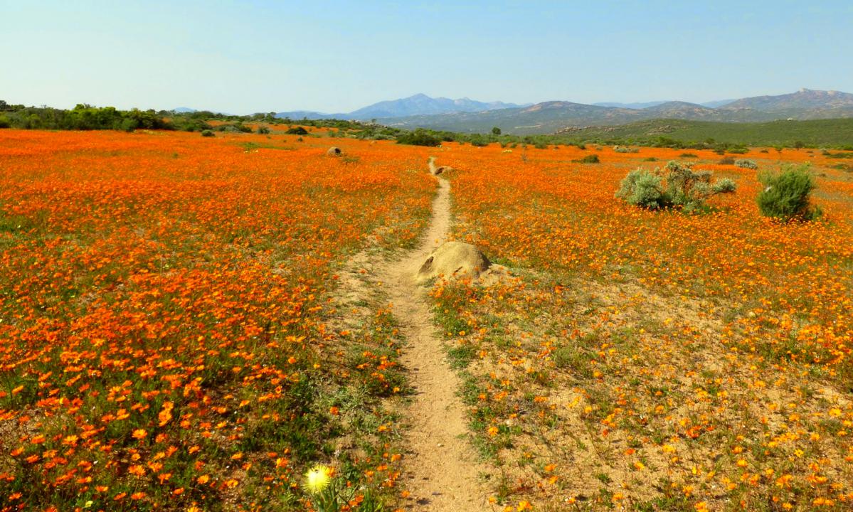 fleurs du namaqualand en afrique du sud