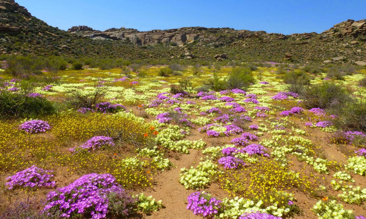 fleurs du namaqualand