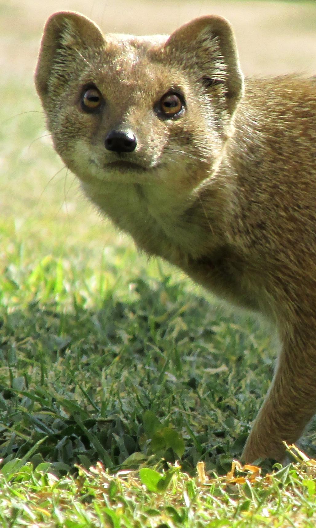 Visiter le Namaqualand, le désert fleuri