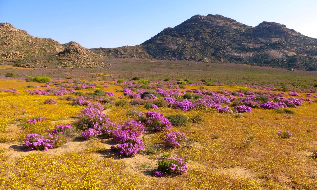 Plongée au cœur du Namaqualand, désert fleuri d’Afrique du Sud