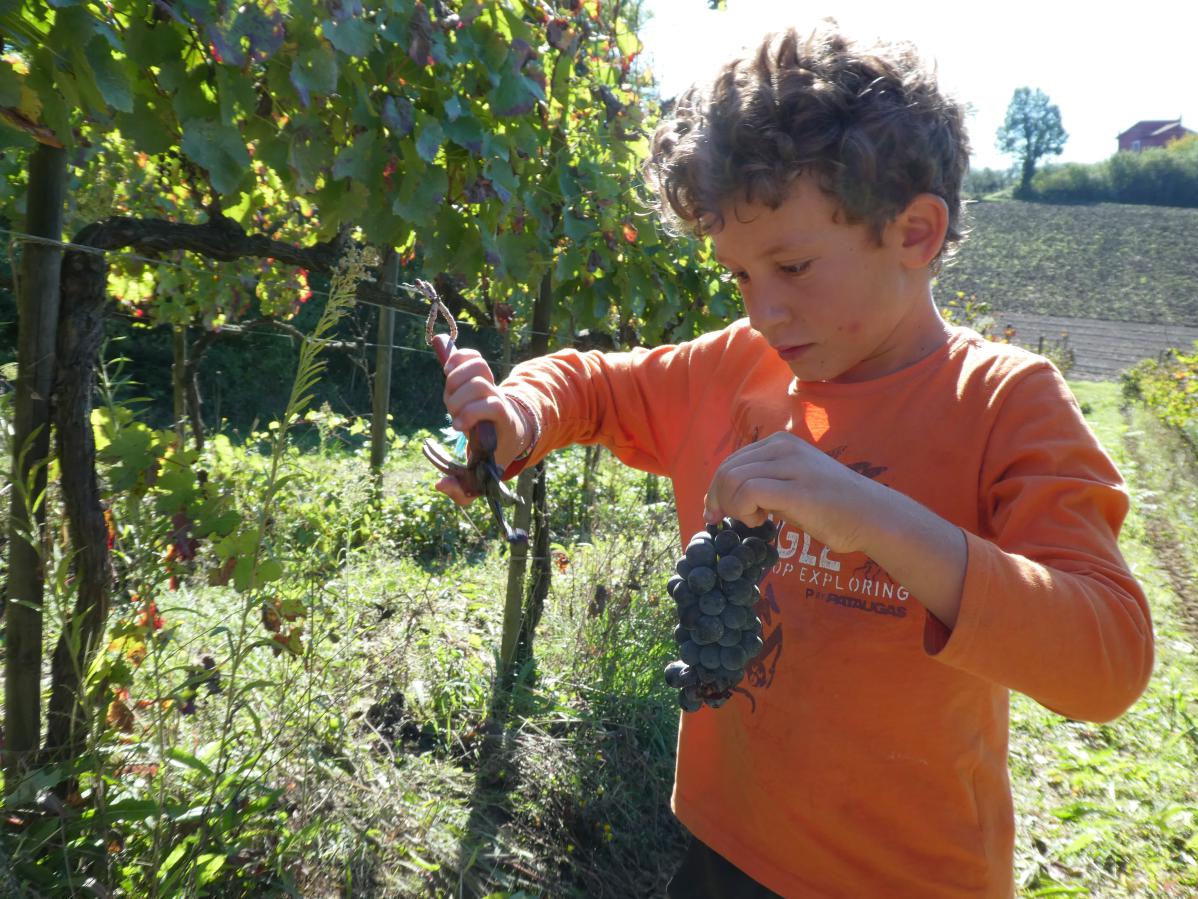 faire les vendanges en italie