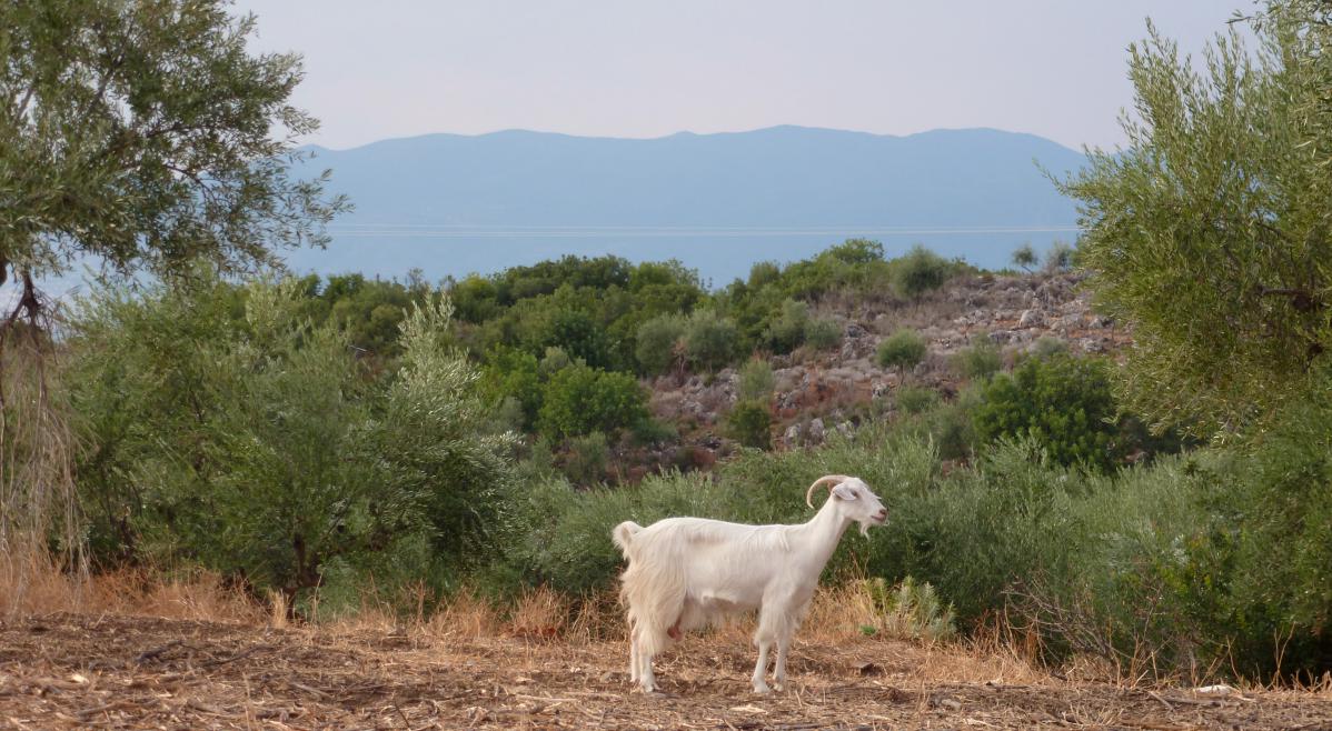 voyage en grèce