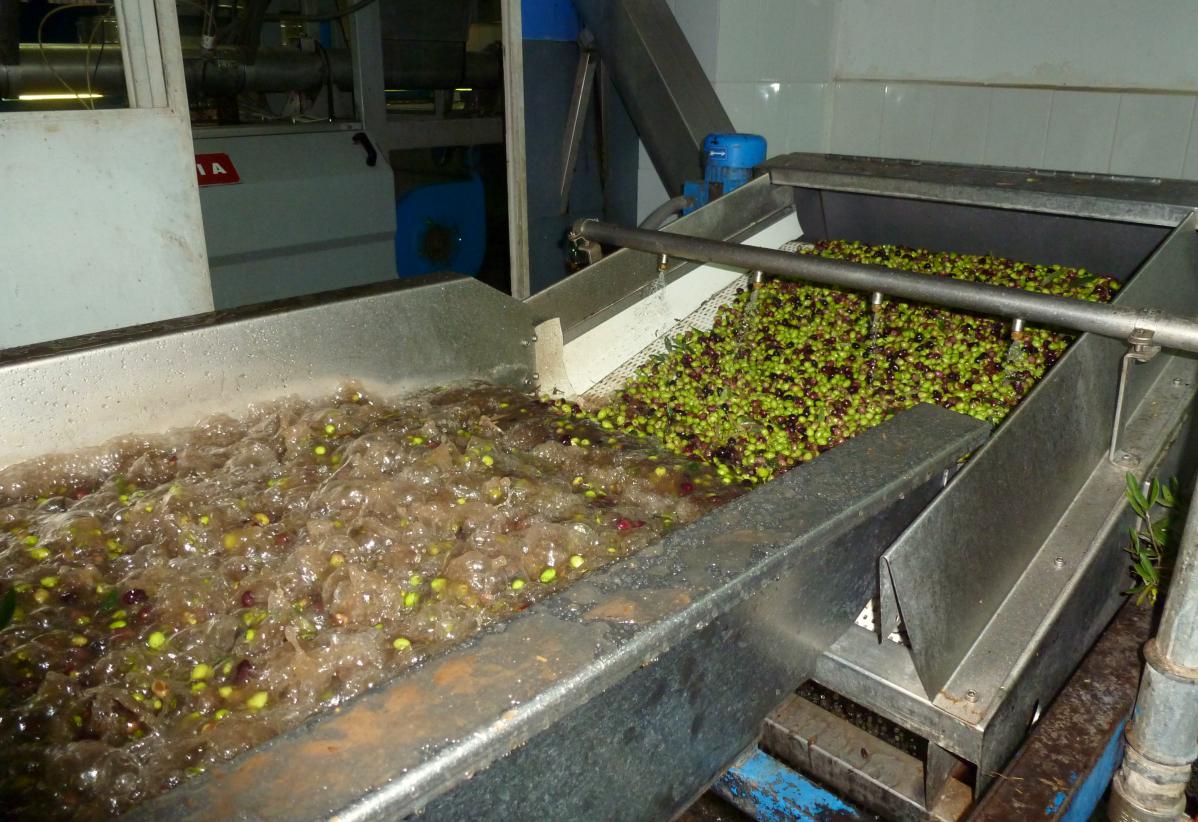 faire de l'huile d'olive : exemple de kalamata en grèce