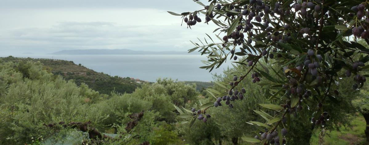 Les olives de Kalamata : l’or noir de toute une région