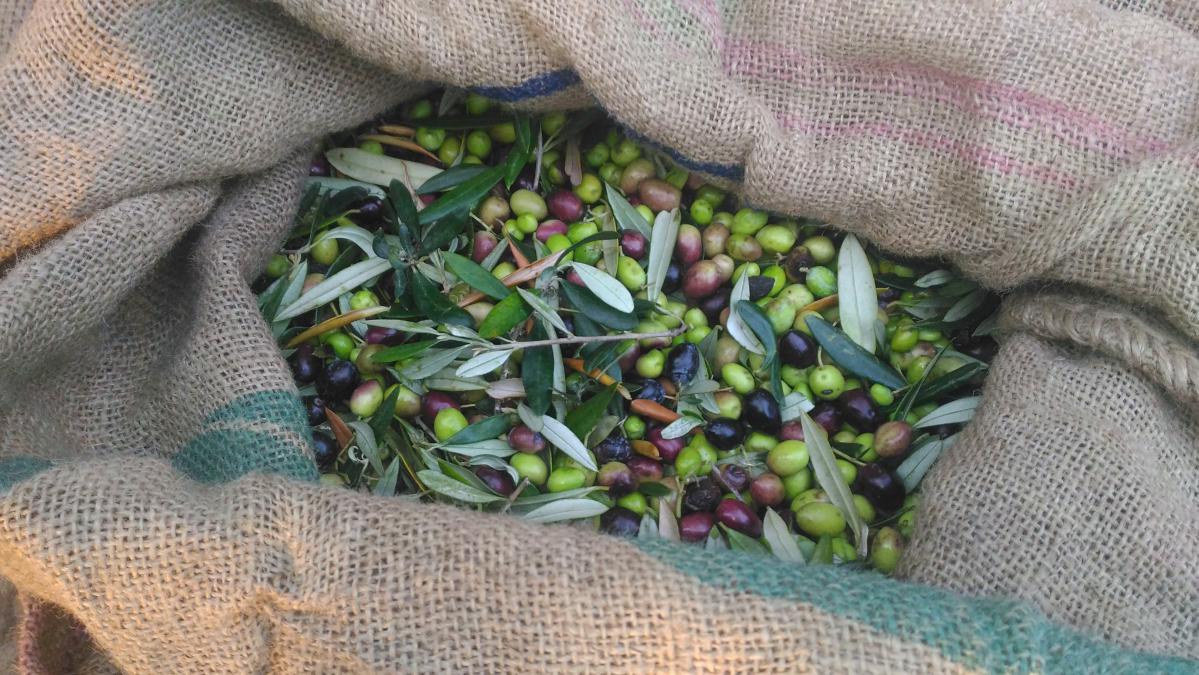 récolter les olives à kalamata