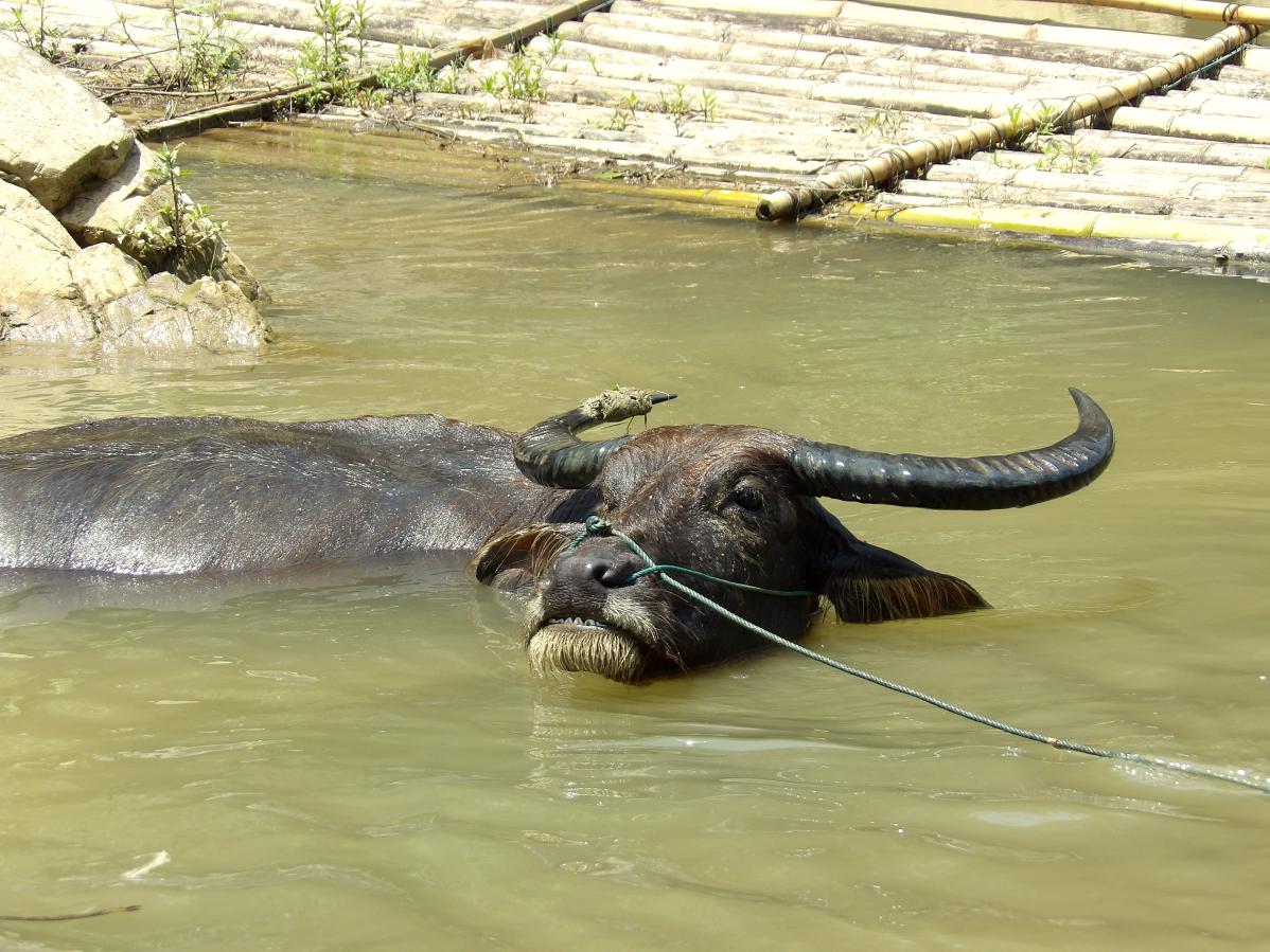 fleuve mékong au laos