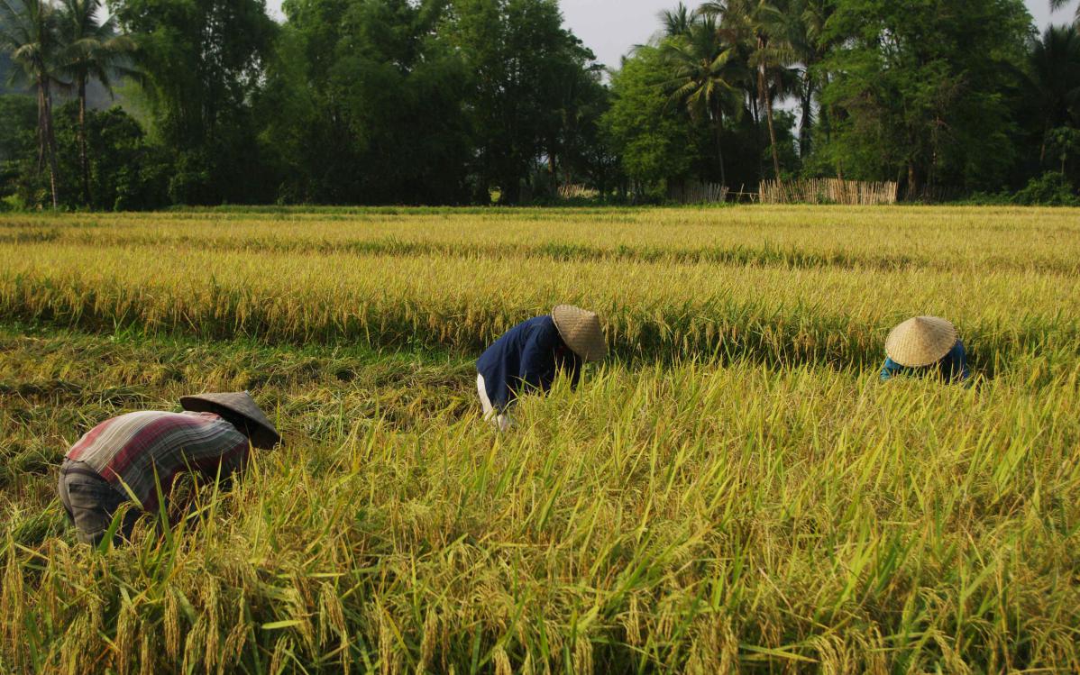 rizières au laos