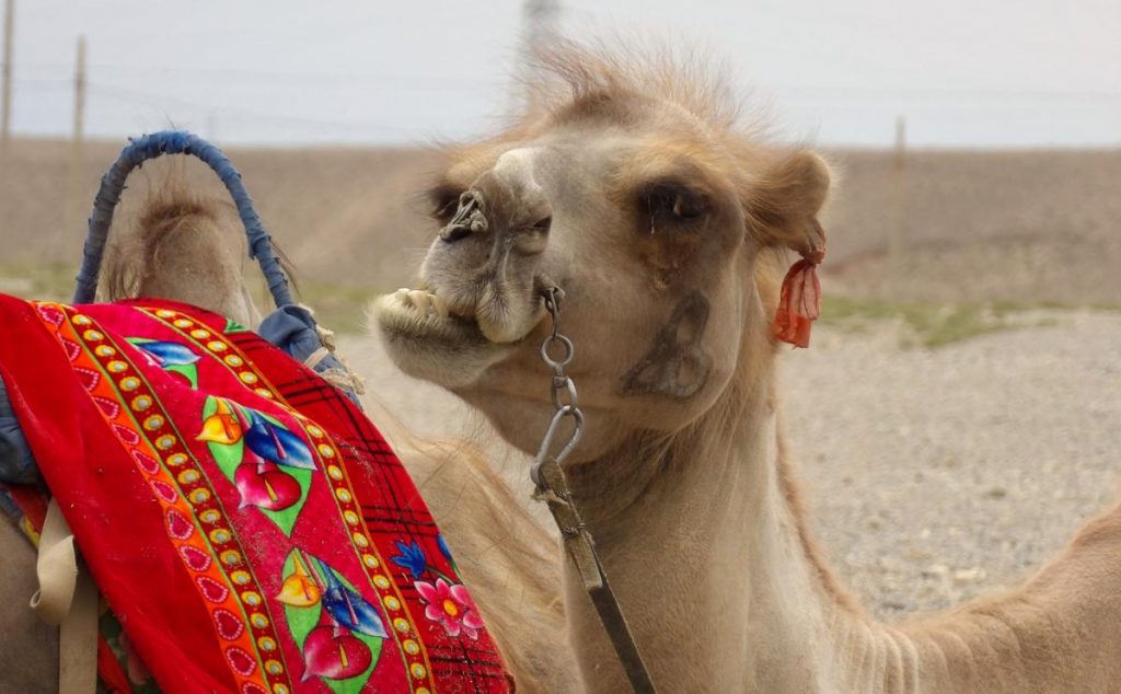 désert de gobi chine