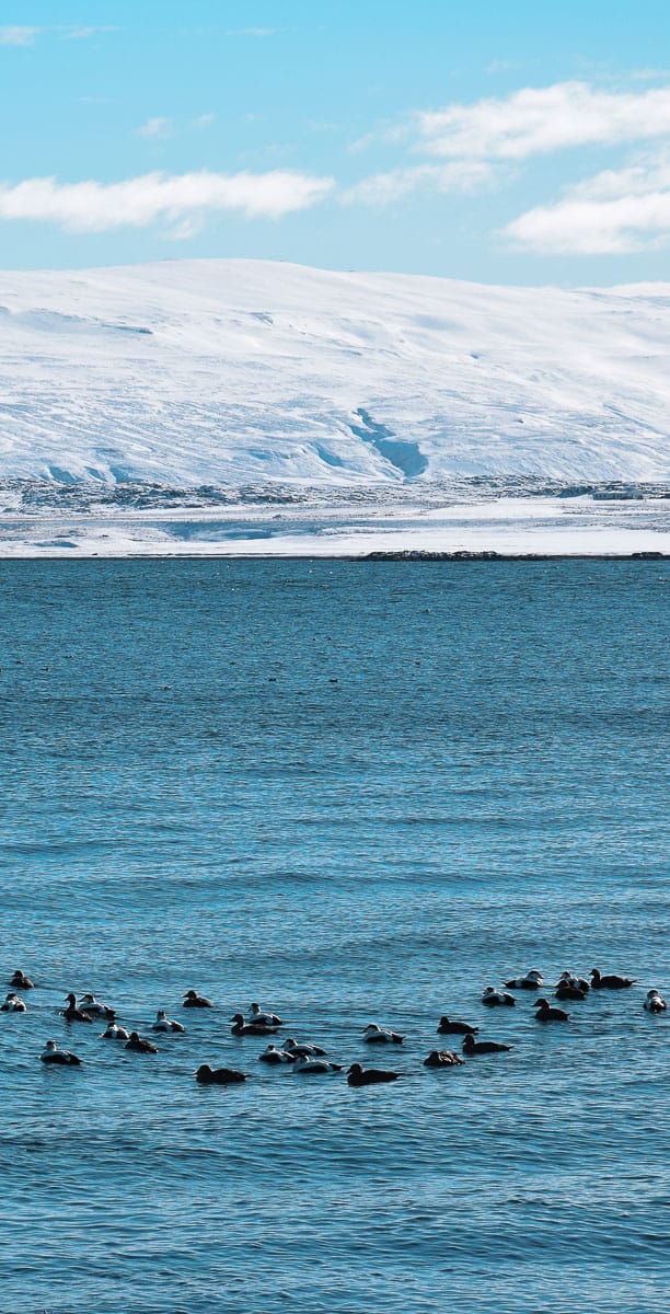 La Baie d'Holmavik, au Nord de l'Islande