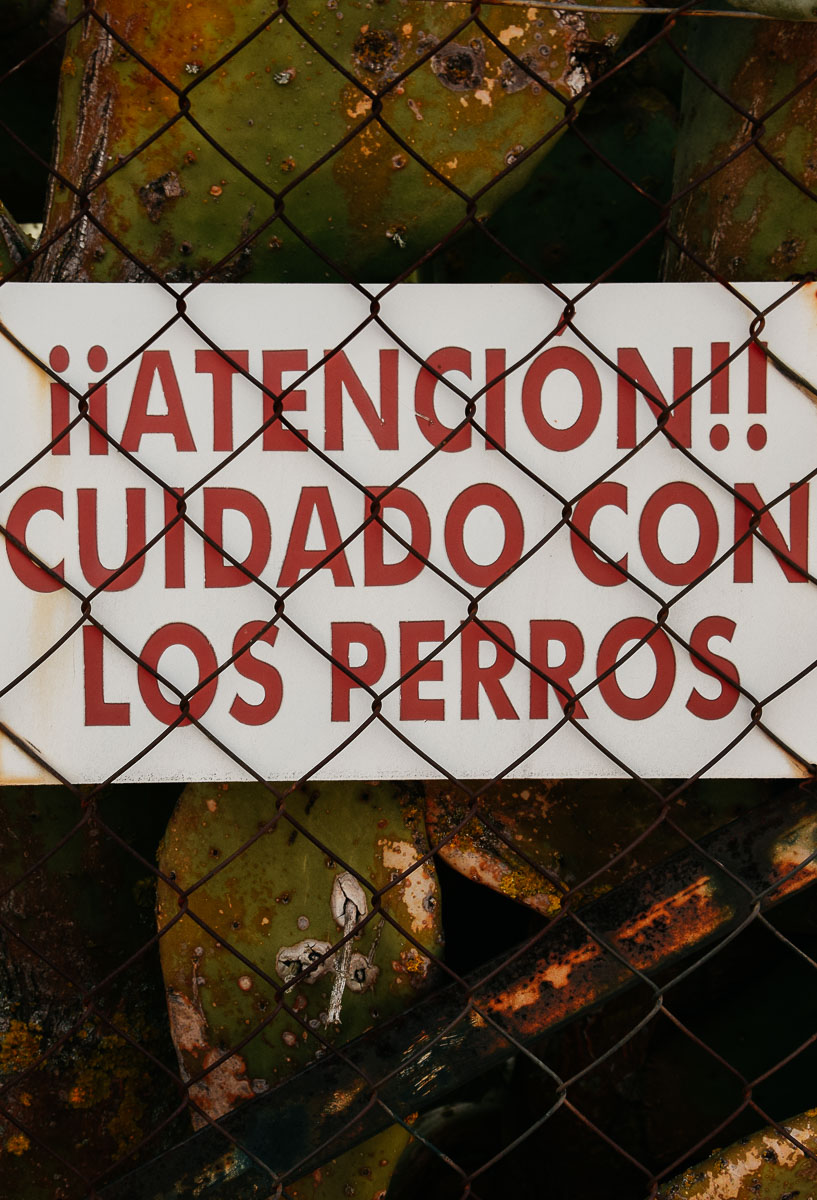 chiens chemin compostelle