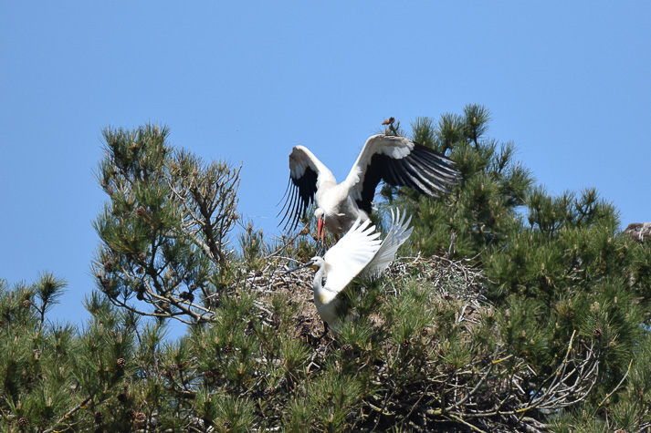 conseils pour faire de l'ornithologie
