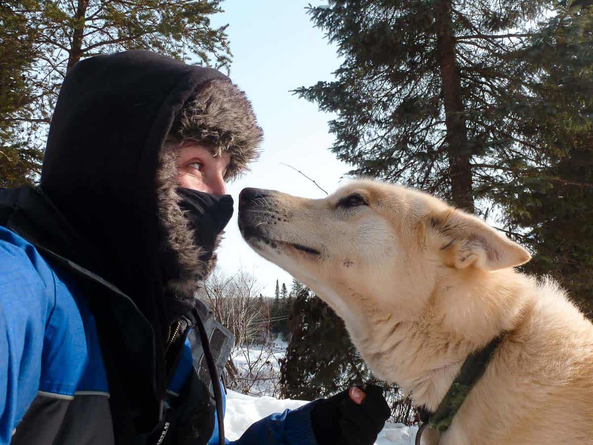 Trois semaines de WWOOFING chez une éleveuse de chiens de traîneau