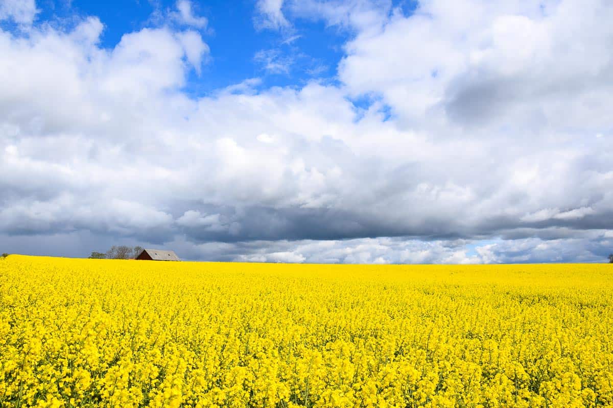 droit à la nature suédois