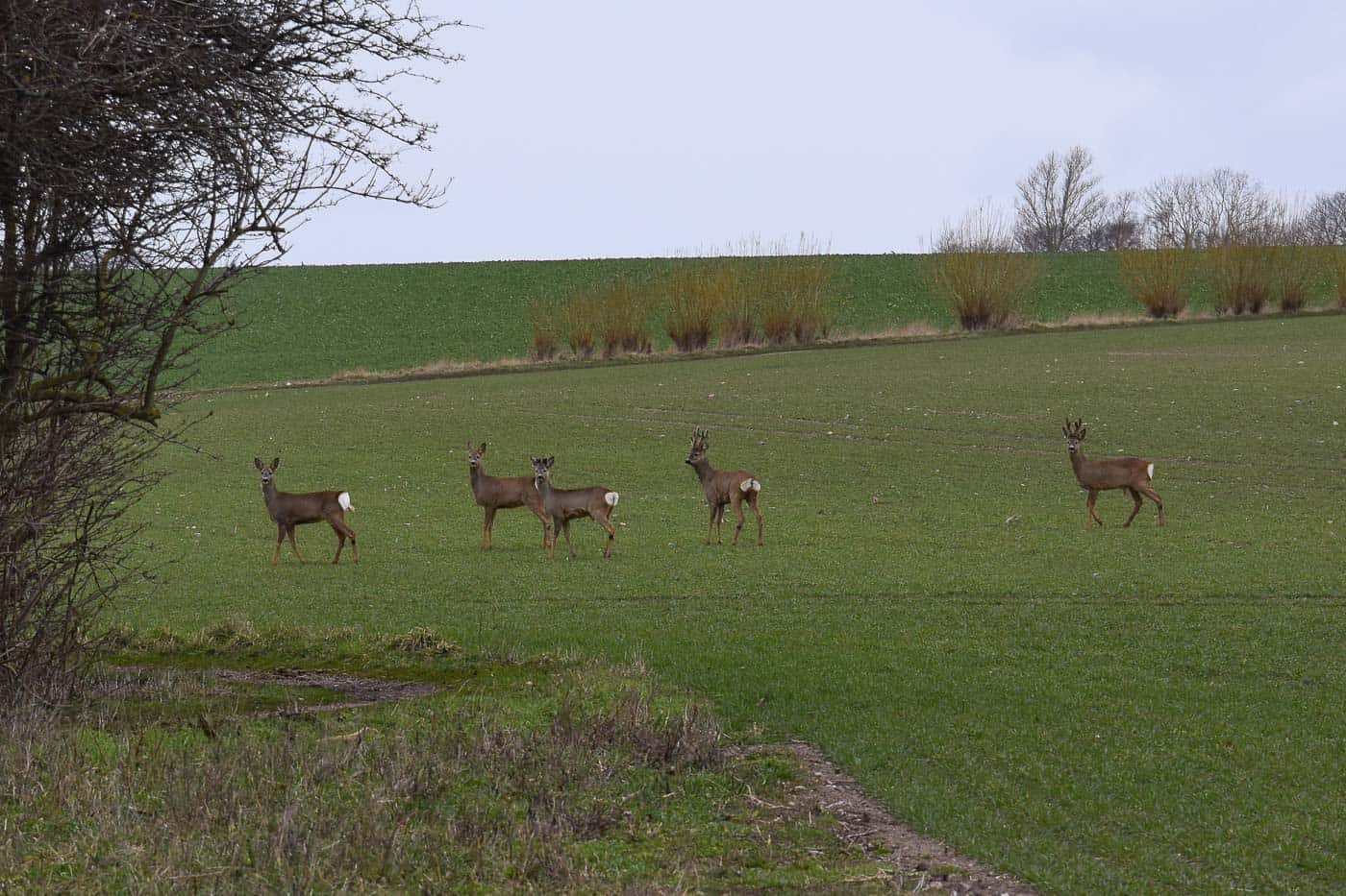 idée de sortie nature au Sud de la Suède : île de Ven