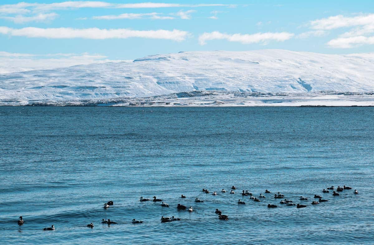 holmakih islande en auto-stop