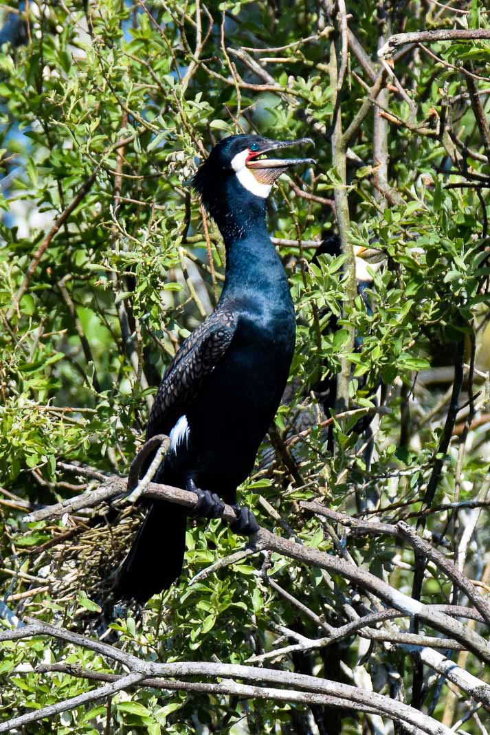 observer les oiseaux