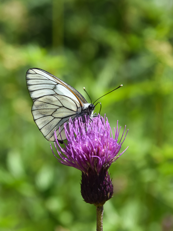 randonnée nature jura