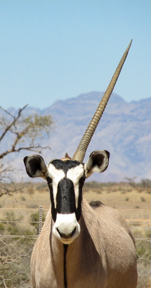 Road trip en Namibie