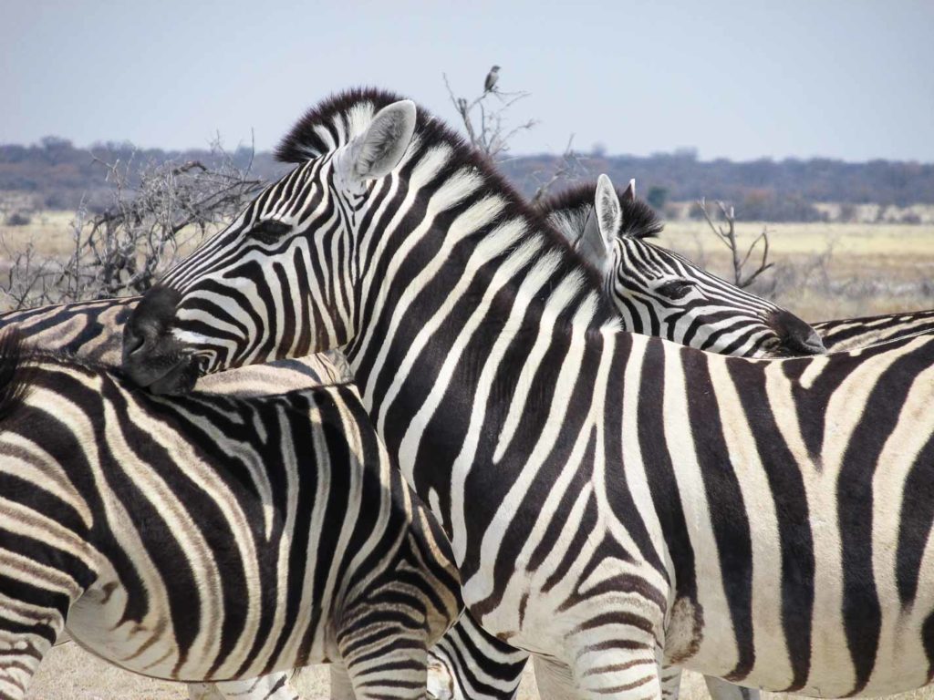 réussir safari en Afrique