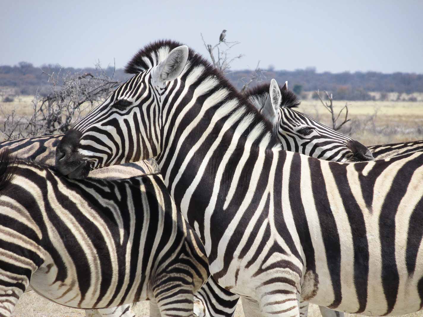 Mes conseils pour faire un safari réussi en Afrique