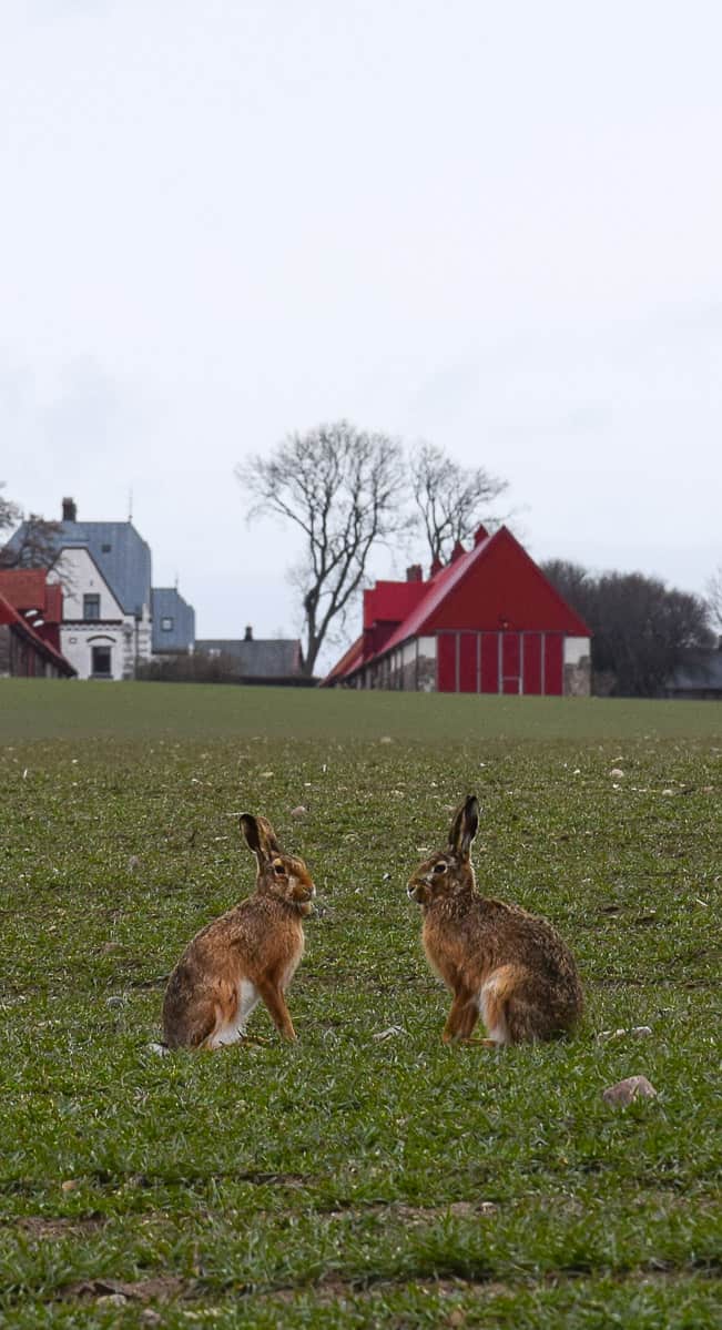 Lièvres sur l'île de Ven, au Sud de la Suède... | Histoires de tongs, le blog voyage passionnément alternatif