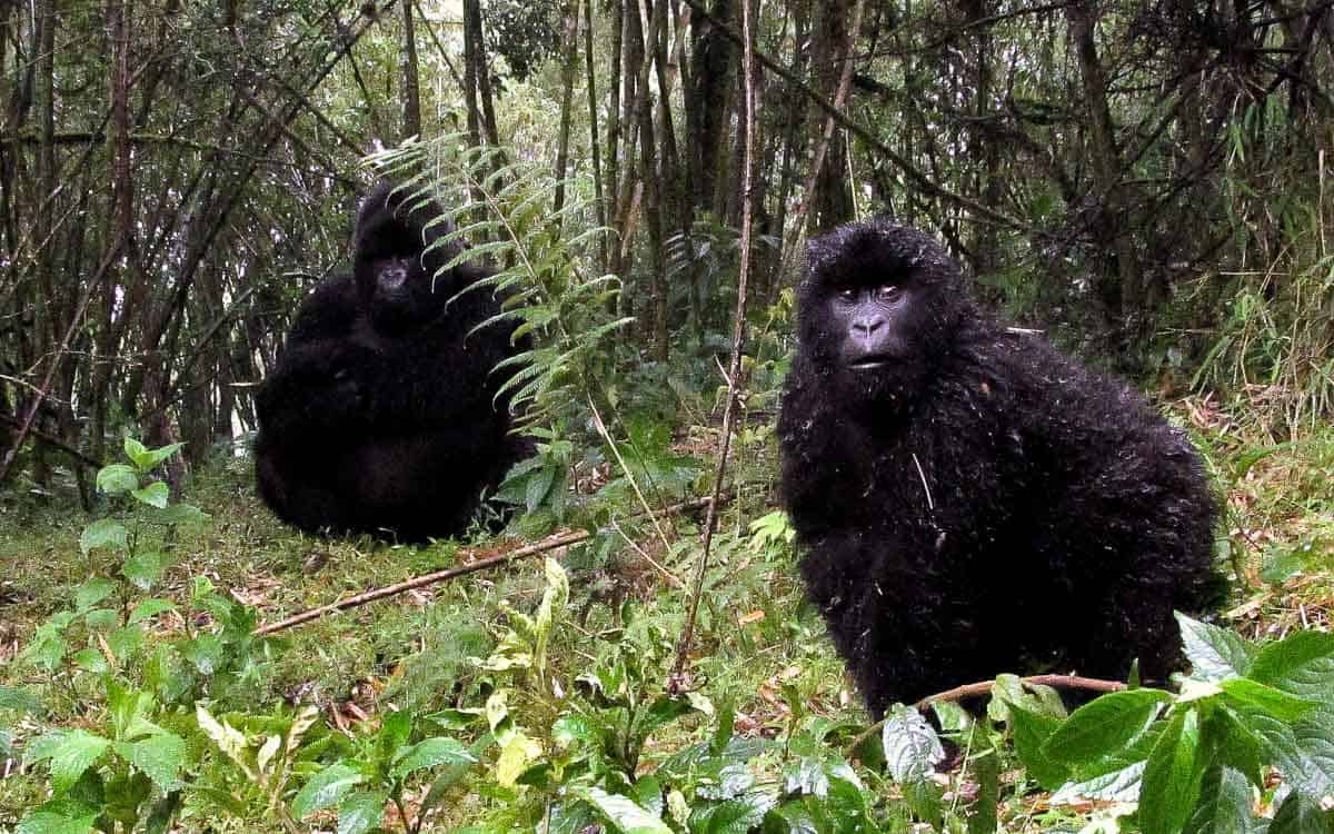 voyage en afrique en sac à dos